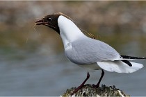 TEXEL HOLLANDE 17-05-24 07180   Photos ACG 2017