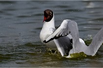 TEXEL HOLLANDE 17-05-24 07184   Photos ACG 2017