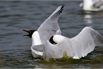 TEXEL HOLLANDE 17-05-24 07185   Photos ACG 2017