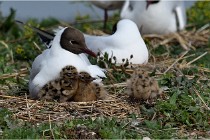 TEXEL HOLLANDE 17-05-24 07201   Photos ACG 2017