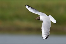 TEXEL HOLLANDE 17-05-24 07209   Photos ACG 2017