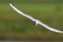 TEXEL HOLLANDE 17-05-24 07211   Photos ACG 2017