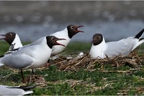 TEXEL HOLLANDE 17-05-24 07221   Photos ACG 2017
