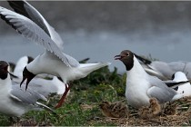 TEXEL HOLLANDE 17-05-24 07241   Photos ACG 2017