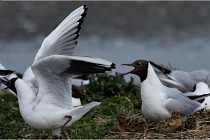 TEXEL HOLLANDE 17-05-24 07243   Photos ACG 2017