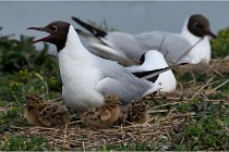 TEXEL HOLLANDE 17-05-24 07244   Photos ACG 2017