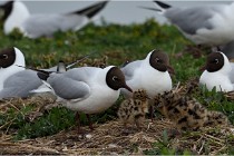 TEXEL HOLLANDE 17-05-24 07281   Photos ACG 2017