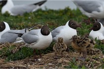 TEXEL HOLLANDE 17-05-24 07283   Photos ACG 2017