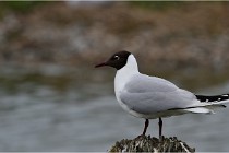 TEXEL HOLLANDE 17-05-24 07339   Photos ACG 2017