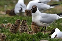 TEXEL HOLLANDE 17-05-24 07350   Photos ACG 2017