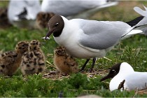TEXEL HOLLANDE 17-05-24 07351   Photos ACG 2017
