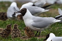 TEXEL HOLLANDE 17-05-24 07353   Photos ACG 2017