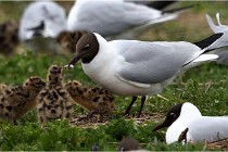 TEXEL HOLLANDE 17-05-24 07354   Photos ACG 2017