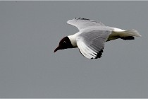 TEXEL HOLLANDE 17-05-24 07378   Photos ACG 2017