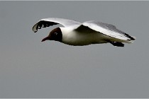 TEXEL HOLLANDE 17-05-24 07380   Photos ACG 2017