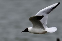 TEXEL HOLLANDE 17-05-24 07394   Photos ACG 2017