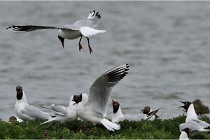 TEXEL HOLLANDE 17-05-24 07408   Photos ACG 2017