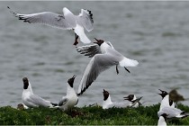 TEXEL HOLLANDE 17-05-24 07409   Photos ACG 2017