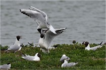 TEXEL HOLLANDE 17-05-24 07427   Photos ACG 2017