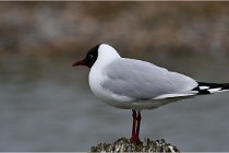 TEXEL HOLLANDE 17-05-24 07443   Photos ACG 2017