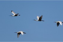 TEXEL HOLLANDE 17-05-25 02114   Photos ACG 2017