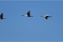 TEXEL HOLLANDE 17-05-25 02128   Photos ACG 2017