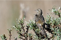 TEXEL HOLLANDE 17-05-25 02148   Photos ACG 2017