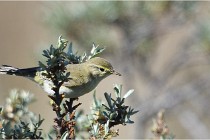TEXEL HOLLANDE 17-05-25 02163   Photos ACG 2017
