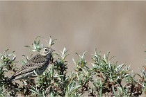 TEXEL HOLLANDE 17-05-25 02182   Photos ACG 2017