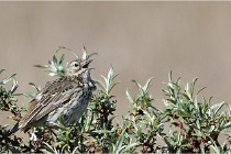 TEXEL HOLLANDE 17-05-25 02195   Photos ACG 2017