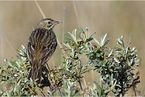 TEXEL HOLLANDE 17-05-25 02303   Photos ACG 2017