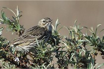 TEXEL HOLLANDE 17-05-25 02425   Photos ACG 2017