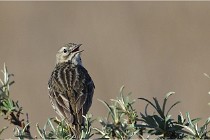 TEXEL HOLLANDE 17-05-25 02445   Photos ACG 2017