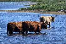 TEXEL HOLLANDE 17-05-25 07480   Photos ACG 2017