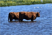 TEXEL HOLLANDE 17-05-25 07485   Photos ACG 2017