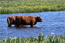 TEXEL HOLLANDE 17-05-25 07495   Photos ACG 2017