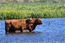 TEXEL HOLLANDE 17-05-25 07498   Photos ACG 2017