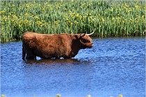 TEXEL HOLLANDE 17-05-25 07500   Photos ACG 2017