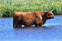 TEXEL HOLLANDE 17-05-25 07502   Photos ACG 2017