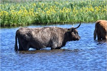 TEXEL HOLLANDE 17-05-25 07504   Photos ACG 2017