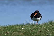 TEXEL HOLLANDE 17-05-26 02463   Photos ACG 2017