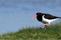 TEXEL HOLLANDE 17-05-26 02471   Photos ACG 2017