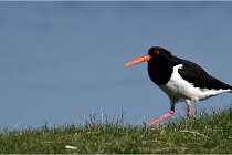 TEXEL HOLLANDE 17-05-26 02475   Photos ACG 2017
