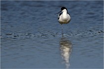 TEXEL HOLLANDE 17-05-26 02482   Photos ACG 2017