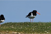 TEXEL HOLLANDE 17-05-26 02490   Photos ACG 2017