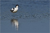 TEXEL HOLLANDE 17-05-26 02494   Photos ACG 2017