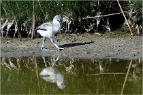 TEXEL HOLLANDE 17-05-26 02503   Photos ACG 2017