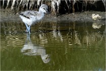 TEXEL HOLLANDE 17-05-26 02524   Photos ACG 2017