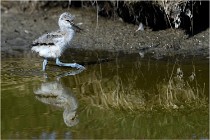 TEXEL HOLLANDE 17-05-26 02536   Photos ACG 2017
