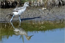 TEXEL HOLLANDE 17-05-26 02540   Photos ACG 2017